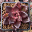 Echeveria Agavoides 'Pine Rose' 2" Succulent Plant