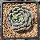 Echeveria 'Luma' 2"-3" Succulent Plant