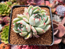 Echeveria 'Shimoyama' 2" Succulent Plant
