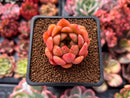 Echeveria 'Evening Star' 1" Succulent Plant