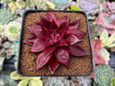 Echeveria Agavoides 'Luming' 2"-3" Succulent Plant