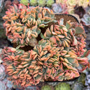 Echeveria 'Muppy' Crested 7"-8" Succulent Plant