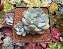 Echeveria 'Orange Monroe' 2" Succulent Plant