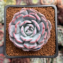 Echeveria 'Francia' 2" Air Magic Hybrid Succulent Plant
