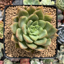 Echeveria Agavoides 'Alienor' 3" Succulent Plant