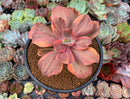 Echeveria 'Red Phoenix' Variegated 4" Succulent Plant