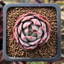 Echeveria 'Teemon' 1" New Hybrid Succulent Plant