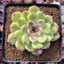 Echeveria Agavoides 'Amethyst' 2"-3" Succulent Plant