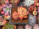 Echeveria Agavoides 'Spicy' 1" Cluster Succulent Plant