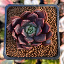 Echeveria 'Vasilisa' 1"-2" Succulent Plant