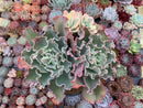 Echeveria 'Japan Moon River' Variegated 8" Very Large Cluster Succulent Plant
