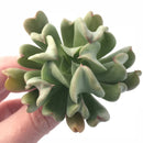 Echeveria ‘Black Hawk’ Topsy Turvey X Black Prince Hybrid 3” Rare Succulent Plant