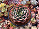 Echeveria 'Hongye' 4"-5" Large Succulent Plant