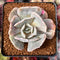 Echeveria 'Lilacina' Mutated 2" Succulent Plant