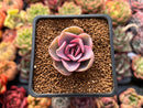 Echeveria 'Rainbow' Variegated 1" Succulent Plant