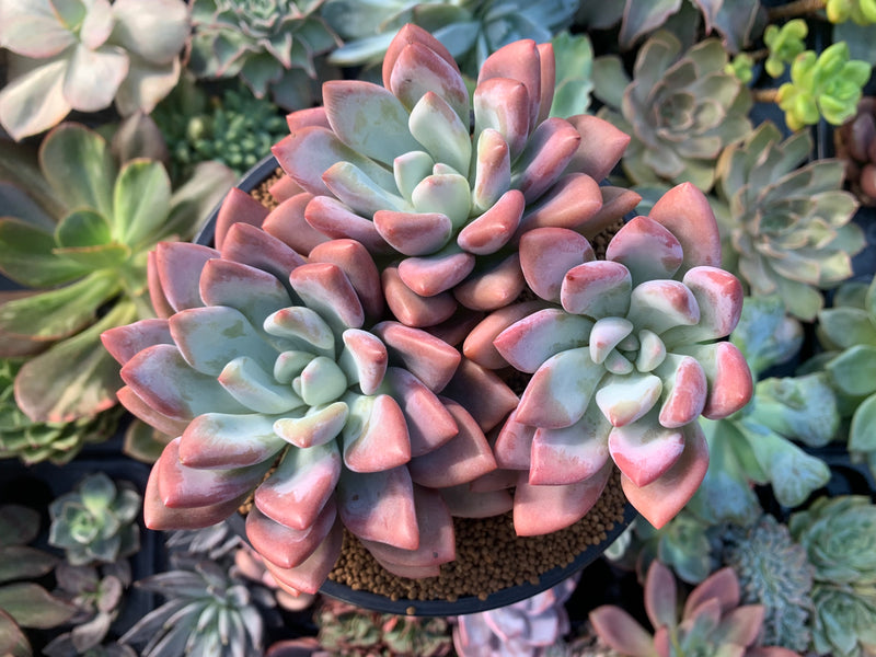 succulent opalina Graptoveria 'Opalina' Large Cluster 5