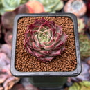 Echeveria 'Shani' 1" Succulent Plant