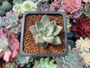 Echeveria 'Tremolo' 1" Succulent Plant