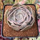 Echeveria 'Lilacina' Marble Variegated 3" Succulent Plant