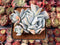 Echeveria 'Manner Queen' 3" Cluster Powdery Succulent Plant