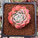 Echeveria 'White Curry' 1"-2" Succulent Plant