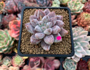Echeveria 'Tolimanensis' 2"-3" Selected Clone Succulent Plant