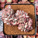 Echeveria 'Esther' Crested 3" Succulent Plant