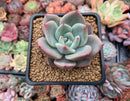 Echeveria Agavoides 'White Champaign' 2” Succulent Plant
