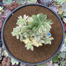 Echeveria 'Minibelle' Variegated Cluster 4"-5" Succulent Plant