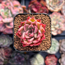 Echeveria sp. 1" Small Succulent Plant