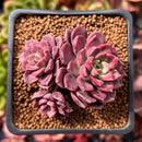 Echeveria 'SuperB' 2"-3" New Hybrid Succulent Plant