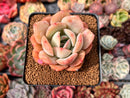 Echeveria 'Lemon Tree' 2" Succulent Plant