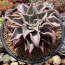 Echeveria 'Madiba' 5" Succulent Plant