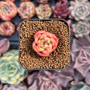 Echeveria 'Monro Chanel' 1/2" Seedling Succulent Plant