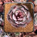 Echeveria 'Odette' 3" Succulent Plant