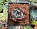 Echeveria 'Starmark' 2" Succulent Plant