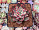 Echeveria Agavoides 'Rojo' 2" Succulent Plant