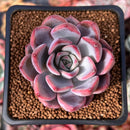 Echeveria 'Charming Stone' 2" Succulent Plant