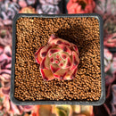 Echeveria Agavoides 'Pink Giant' 1" Succulent Plant