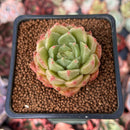 Echeveria Agavoides 'Candy Candy' 1" Succulent Plant