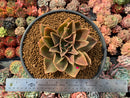 Echeveria Agavoides 'Rubella' 6"-7" Hard To Find Very Large Succulent Plant