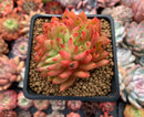 Echeveria Agavoides 'Apple Ebony' Crested 3" Succulent Plant