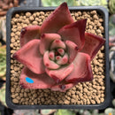 Echeveria Agavoides 'Romeo' 2" Succulent Plant