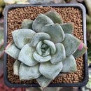 Echeveria 'German Champaign' 2" Succulent Plant