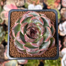 Echeveria 'White Soul' 2" New Hybrid Succulent Plant