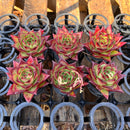 Echeveria Agavoides 'Lipstick' 3" *Set of 6 *Succulent Plants