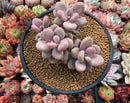 Graptopetalum 'Amethystinum' 4" Cluster Succulent Plant