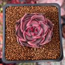 Echeveria Agavoides 'Red Ebony' 2" Succulent Plant