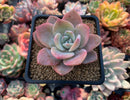 Echeveria 'La Bamba' 2" Succulent Plant