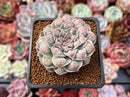 Echeveria 'Hearts Choice' 2" Succulent Plant